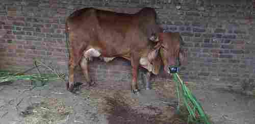 Desi Cow For Milk Farming