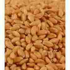 Indian Origin Organic Wheat