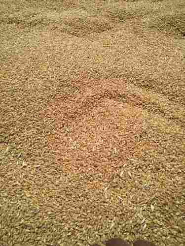 Sehore MP Dried Wheat Grain