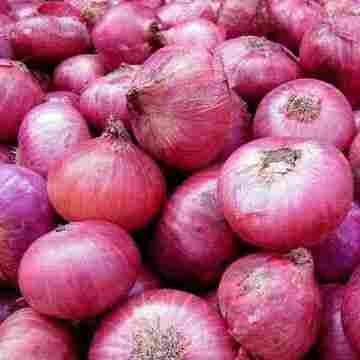 Fresh Red Raw Onions 