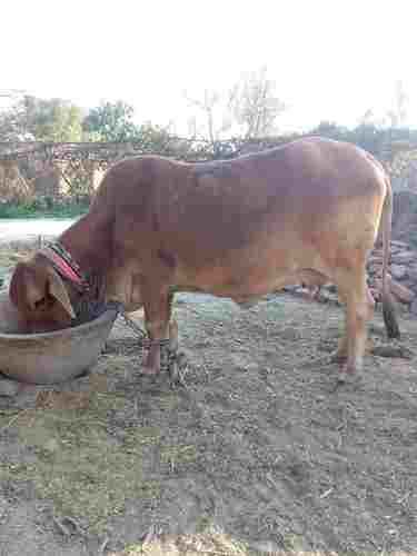 Live Sahiwal Cow