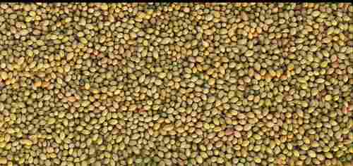 Nutritious Dried Coriander Seeds