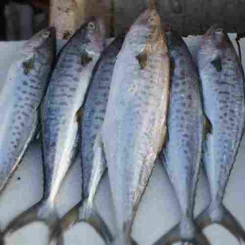 Seer Fish (Vanjaram)