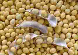 100% Pure Organic Soybean