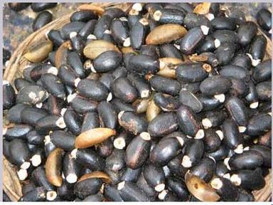 Black Color Jatropha Seeds