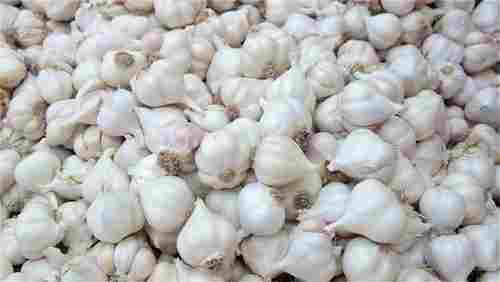 White Color Fresh Garlic
