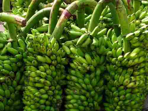Fresh Indian Origin Green Banana
