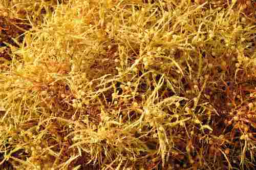Herbal Sargassum