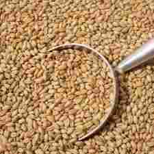 Whole Brown Wheat Grain