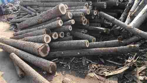 Durable Popular Wood Logs