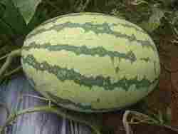 Hybrid Watermelon Fruit Seeds