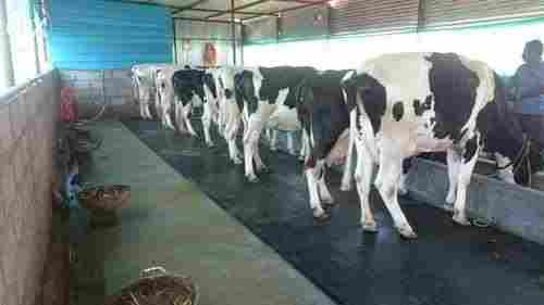 Dairy Cattle Friesian Holstein Heifers Cattle Cows