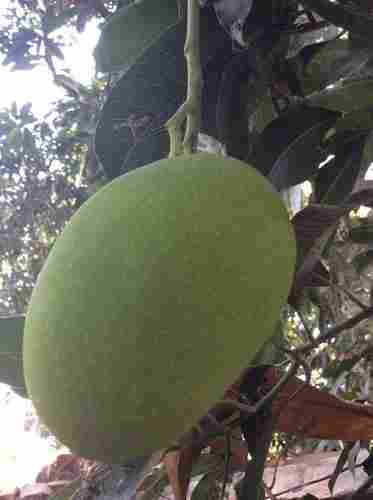 Different Varieties Mango Plants