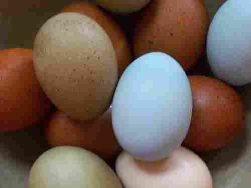 Brown Color Fertile Chicken Eggs