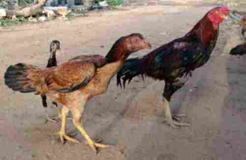 Country Chicken Chicks (Aseel Breed) 