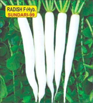 Natural Radish Seed F1 Hybrid Sundari