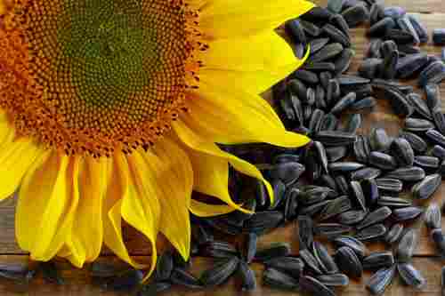 Good Quality Black Oil Sunflower Seeds