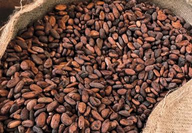 Common Natural Dry Raw Cocoa Beans