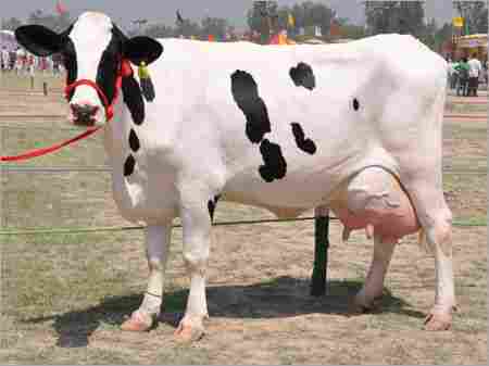 White and Black Holstein Friesian Cow