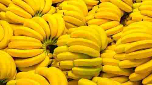 Indian Origin Yellow Banana