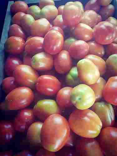 Optimum Class Fresh Tomatoes