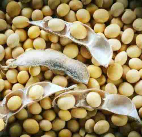 Organic Nutritious Soya Beans