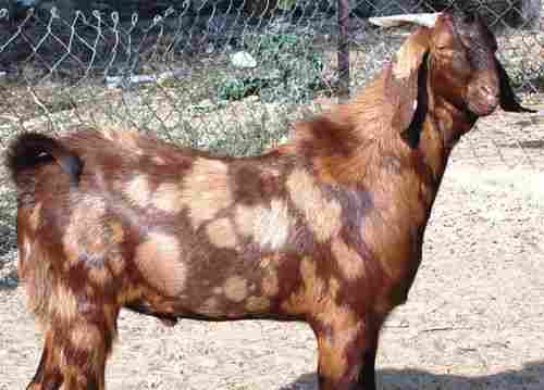 Sirohi Goats