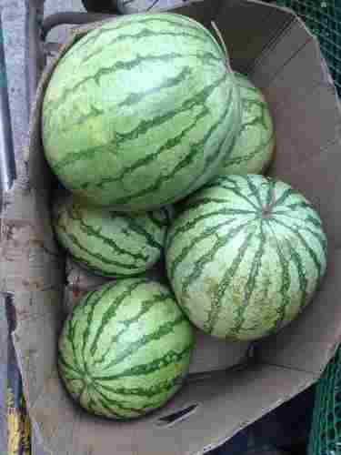 Farm Fresh Green Watermelon