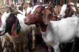 High Grade Boer Goats Livestock