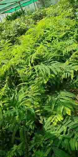 Amla Green Healthy Plant
