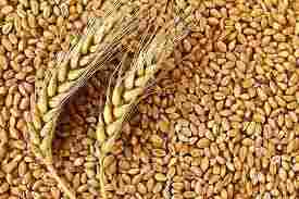 Indian Organic Wheat Grain