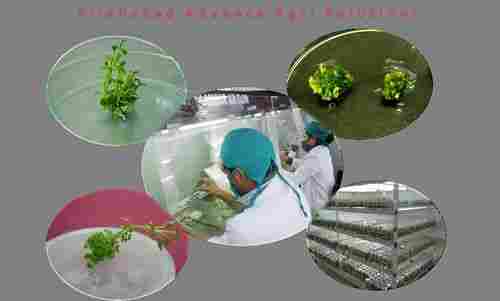 Training Services On Plant Biotechnology 