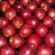 Fresh Red Gala Apples