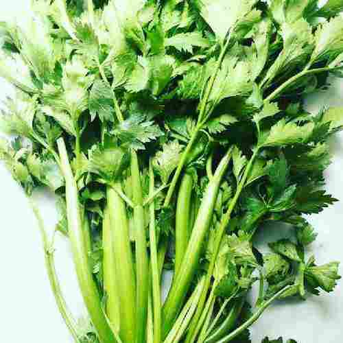 Farm Fresh Green Celery