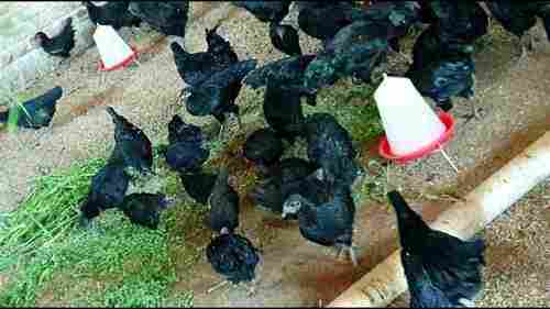 Black Kadaknath Breed Chicken