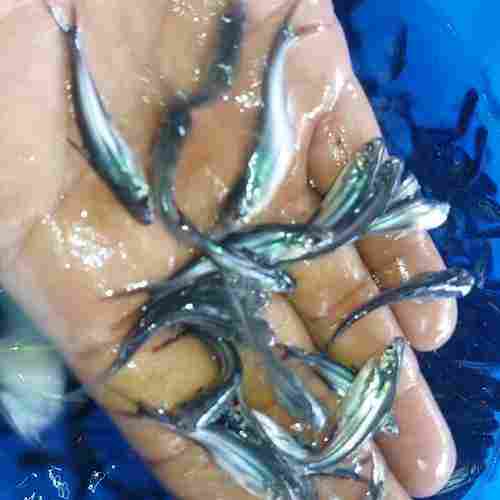 Fresh Pangusias Fish Seed