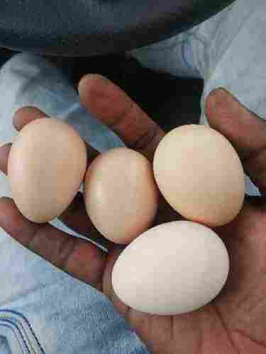 Broiler And Country Chicken Eggs