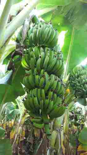 Tissue Culture Banana Plant