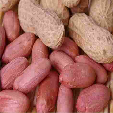 Long Type Peanut Kernel