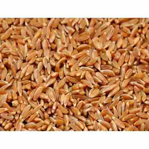 Pure Wheat Grain (Golden)