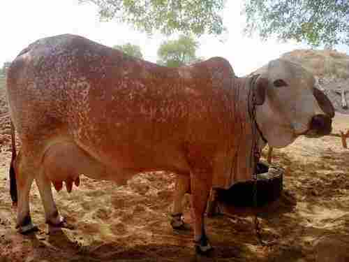 Pure Red Gold Sahiwal Cows