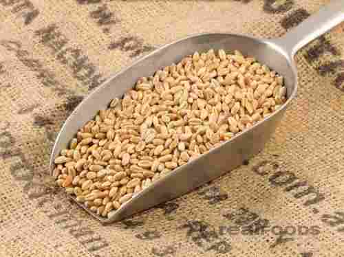 Special Indian Organic Wheat