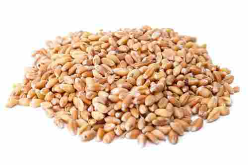 High Nutritional Value Wheat Grain