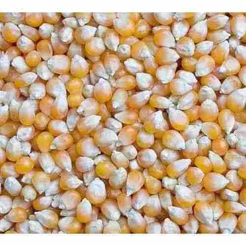 Impurities Free Corn Seed