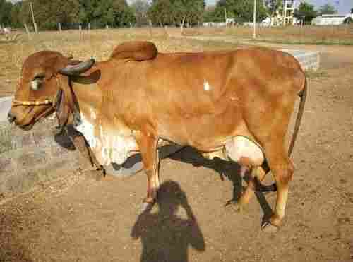 High Milk Yielding Gir Cow