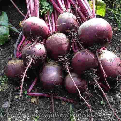 Organic Fresh Beetroot