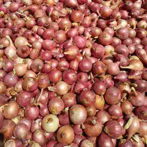 High Grade Sukhsagar Onion
