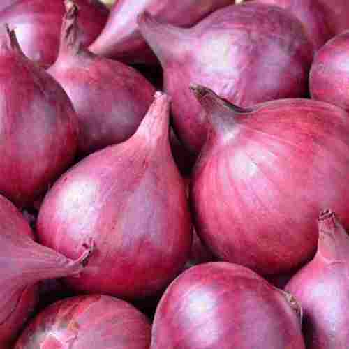 Impurities Free Fresh Red Onion