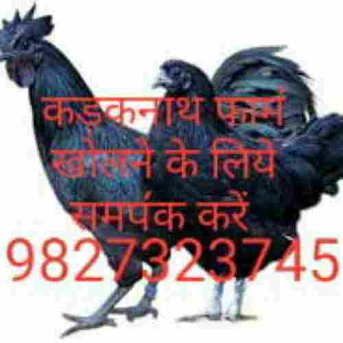 Live Black Kadaknath Chicken
