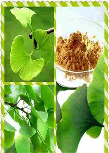 Natural Plant Ginkgo Biloba Extract